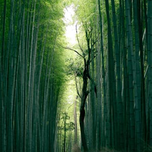 綠色環保